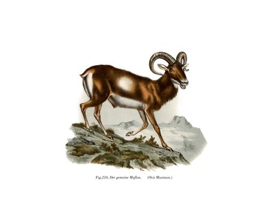 Mouflon européen, 1860 - German School